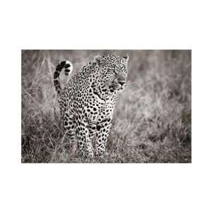 Andy Biggs   Leopard In Grass Giclee 