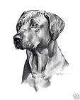 RHODESIAN RIDGEBACK DOG Drawing ART 5 X 7 Signed DJR