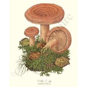   Mushroom Print Milky Cap   Lactarius helius