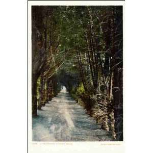  Reprint Riverside CA   A California Cypress Walk 1900 1909 