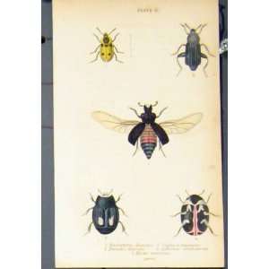 Beetle Necrophorus Silpha Hister Colour Print C1835 