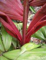 NEW Vibrant PINK Stem Palm LIVE Plant Tree RARE 1GALLON  