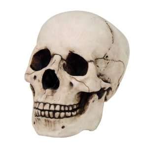  Homosapiens Skull Statue