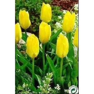    Yellow Emperor Fosteriana 10 Tulip Bulbs Patio, Lawn & Garden