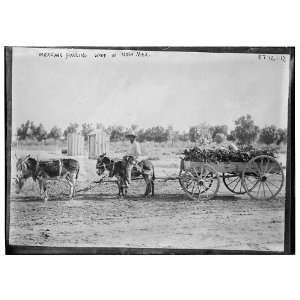  Mex. Hauling wood in N.M.