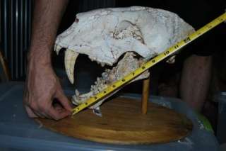 14 Saber Tooth Cat Real Skull Fossil Museum Quality  