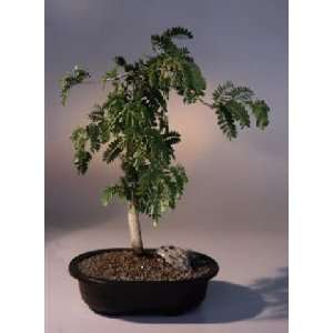 Tamarind Bonsai Tree.(tamarindus indica) Grocery & Gourmet Food