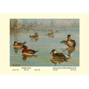  Masked and Madagascan Ducks 12x18 Giclee on canvas
