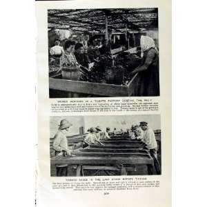   c1920 WOMEN WORKERS TOMATO FACTORY ITALY PRICKLY PEAR