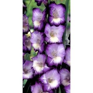  Kings Lynn Gladiolus 10 Bulbs   Soft Lilac & White Patio 