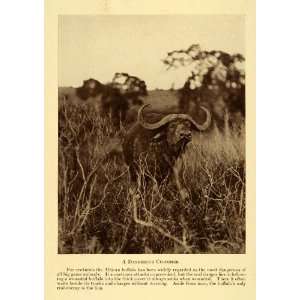  1928 Print Africa Buffalo Horn Big Game Animal Safari Savanna 