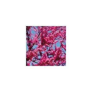  Cercis canadensis Appalachian Red Tree Patio, Lawn 
