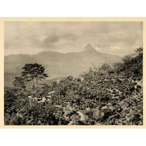  1929 Tea Plantation Sri Lanka Adams Peak Foot Relic 