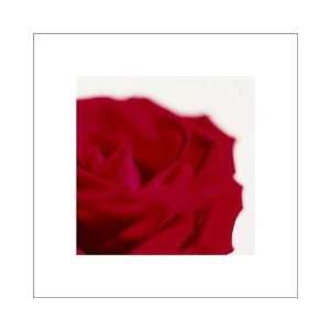 Rose, Dark Red On White Poster Print