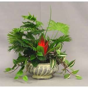 Mixed Fan Palm in 6 Decorative Pot