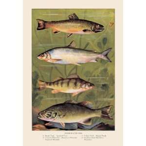 Exclusive By Buyenlarge Freshwater Fish 28x42 Giclee on Canvas  