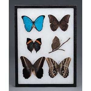 Butterfly Demonstration Set Entomount(tm)  Industrial 