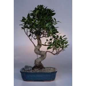 Ficus Retusa Bonsai Tree.(ficus retusa) Grocery & Gourmet Food