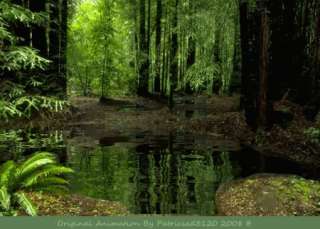 Animated Rainforest With Nature Sounds Beautiful Look  