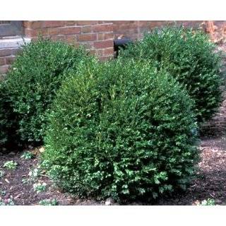 Green Gem Boxwood   Buxus   Compact Hedge/Shrub / Bonsai
