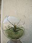 Hanging/Standi​ng Glass Orb with Air Plant and Lichen