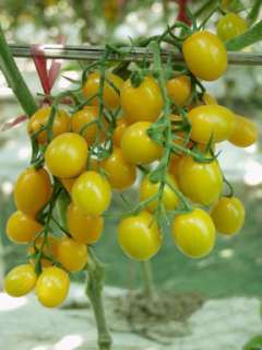 Jelly Bean Yellow Tomato 15 Seeds Pase Seeds  