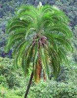 CLIFF Date Palm COCONUT Elegant Leaves LIVE Plant Tree  