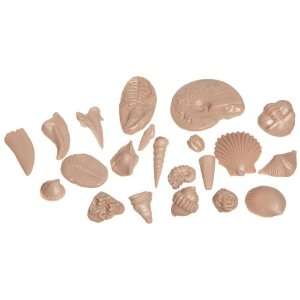 American Educational 3069 Basic Fossil Kit (Pack of 10)  