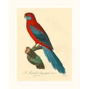 Barraband Parrot, PL 78 by Jacques Barraband 19x25  