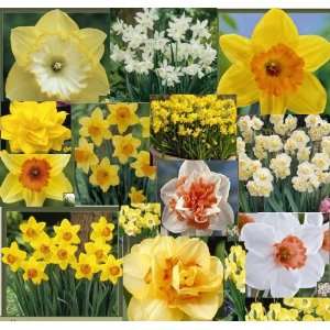  Daffodil   Spring Surprise Pack   12 bulbs Kitchen 