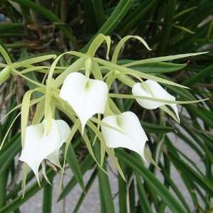  C355 Orchid Plant Brassavola nodosa BLOOMING SIZE Pot Pack 