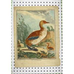  Le Catagneux Bird Hand Coloured Print C1811 Country