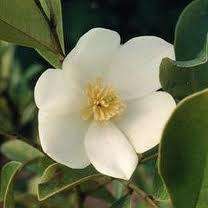 Magnolia yuyuanensis UNIQUE TREE Seeds  