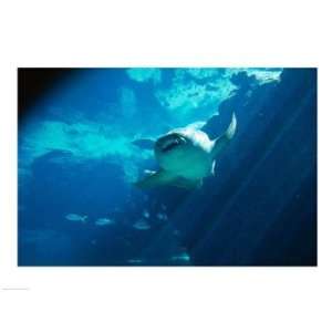  Nurse Shark in the sea Poster (24.00 x 18.00)