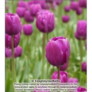   Color Splash Purple   25 large bulbs   12+ cm Patio, Lawn & Garden