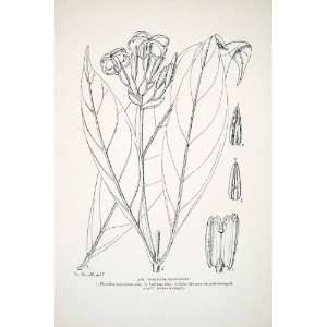  1906 Lithograph Voacanga Caudiflora Flowering Plant 