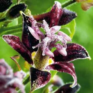 Raspberry Mousse Toad Lily   Tricyrtis   NEW   Potted  