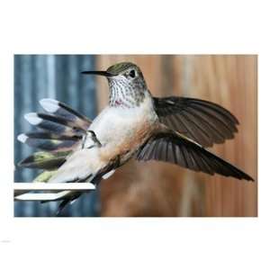    tailed Hummingbird Female Landing at Feeder  10 x 8  Poster Print