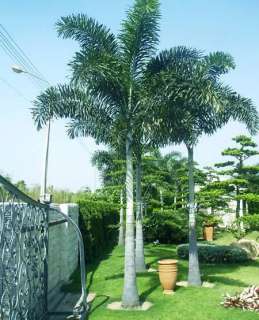 50 FRESH LIVE SEED FOXTAIL Palm Tree Wodyetia bifurcata  