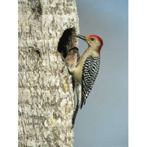  Red Bellied Woodpecker Looks into its Nest Premium 
