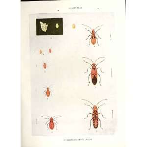  Indian Insects Dysdercus Cingulatus Beetle