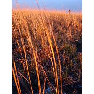  300 BIG BLUESTEM GRASS (Turkeyfoot Grass / Beardgrass 