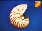 whole chambered nautilus shell 3 4 75 100mm display seashell