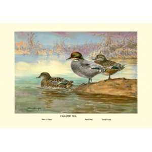  Falcated Teal Ducks 20x30 Poster Paper