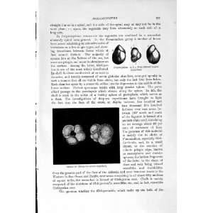   NATURAL HISTORY 1896 POLYSTOMELLA FORAMINIFERS SHELLS