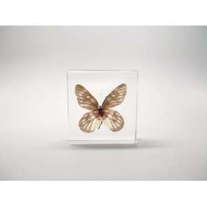 Red Base Jezebel Butterfly Paperweight