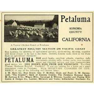  1906 Ad Petaluma California Sonoma County Poultry Farm 