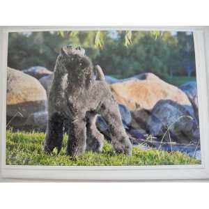   Carol Beuchat Greeting Card Kerry Blue Terrier