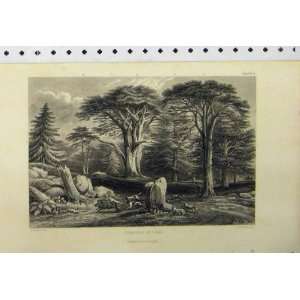  C1890 Boar Hunting Pine Conifer Trees Country Scene