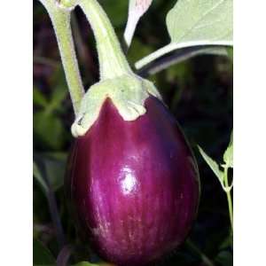  Patio Purple Eggplant   4 Plants Patio, Lawn & Garden